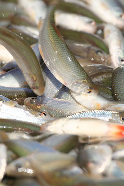 Poissons de sale