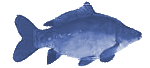 Carpe d'élevage en étang, espèce traditionnelle des poissons blancs