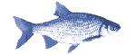 Poisson blanc d'eau douce élevé en étang pour la pêche ou la consommation